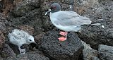 Swallow-tailed Gull